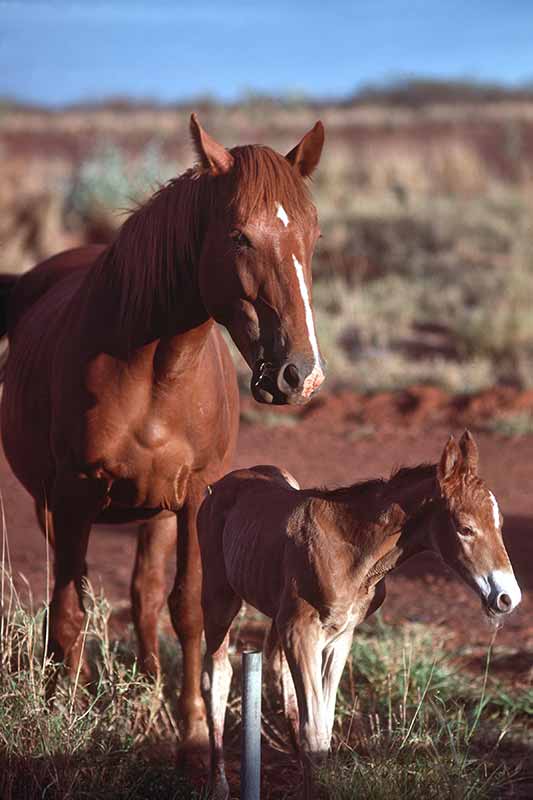 Tamed brumbies