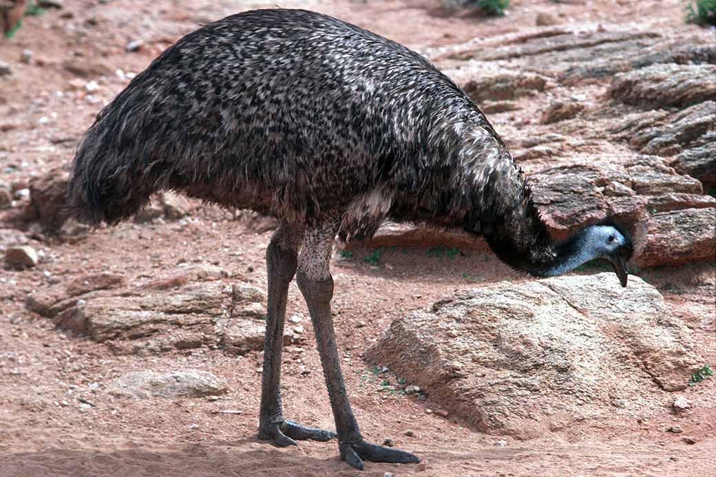 Emu