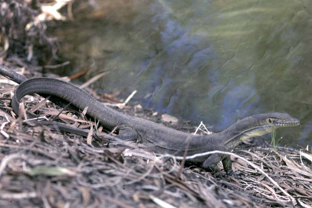 Monitor lizard