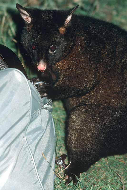 Brush tail possum