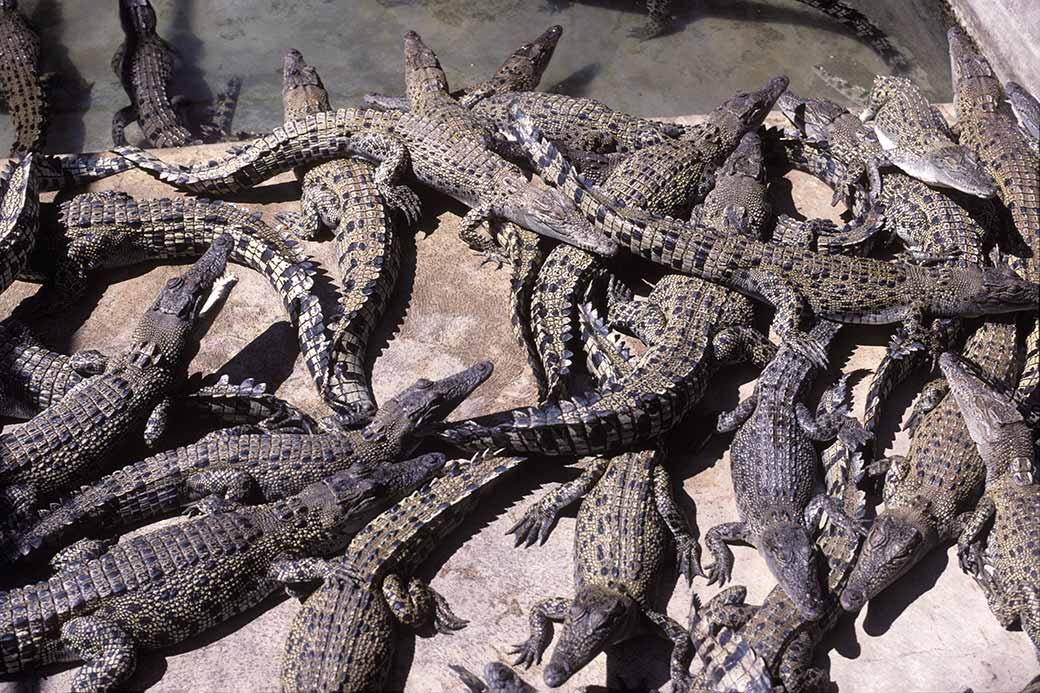 Crocodile Farm