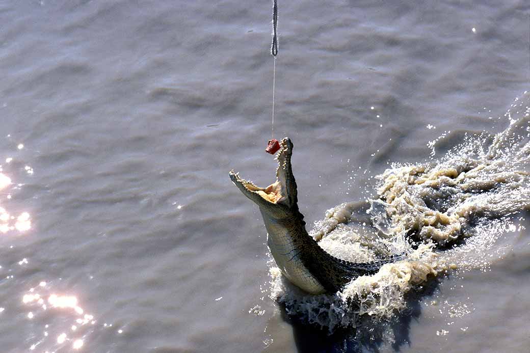 Jumping for food