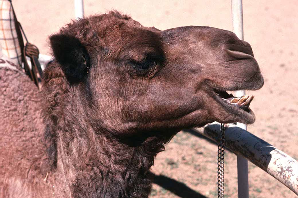 At Camel farm