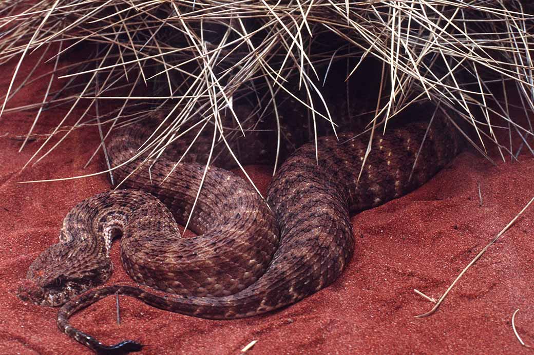 Desert Death Adder