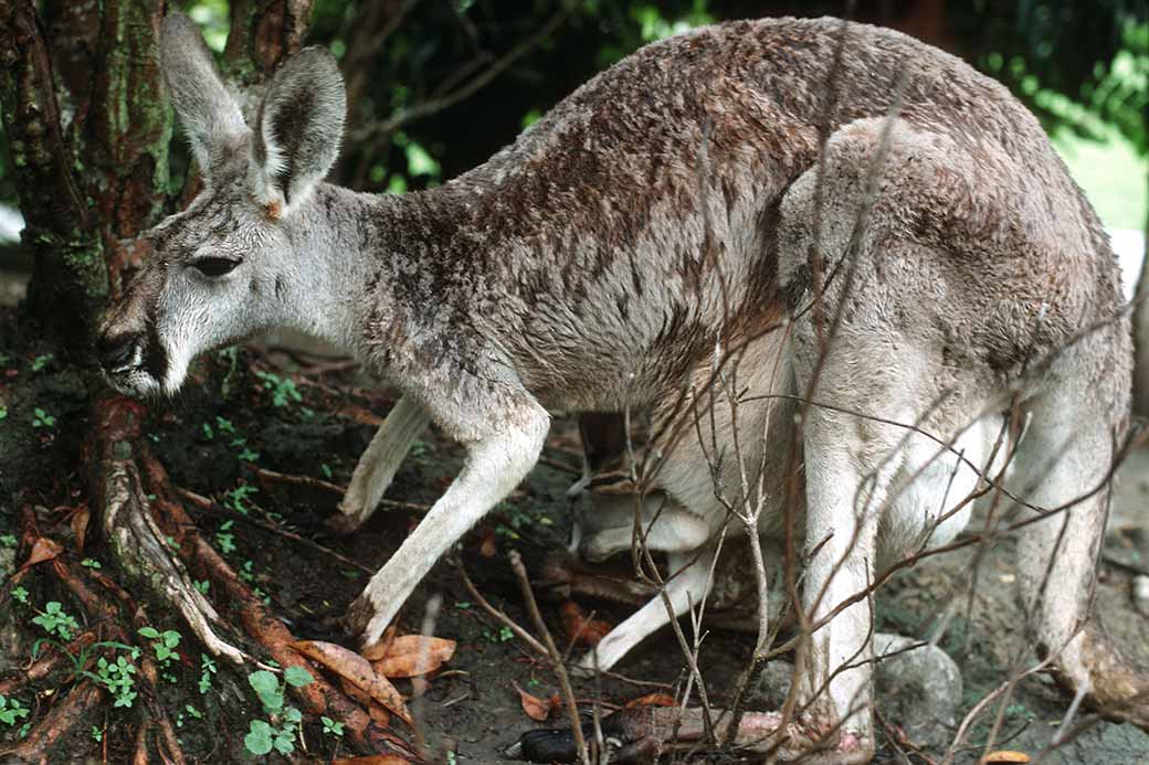 Grey Kangaroo