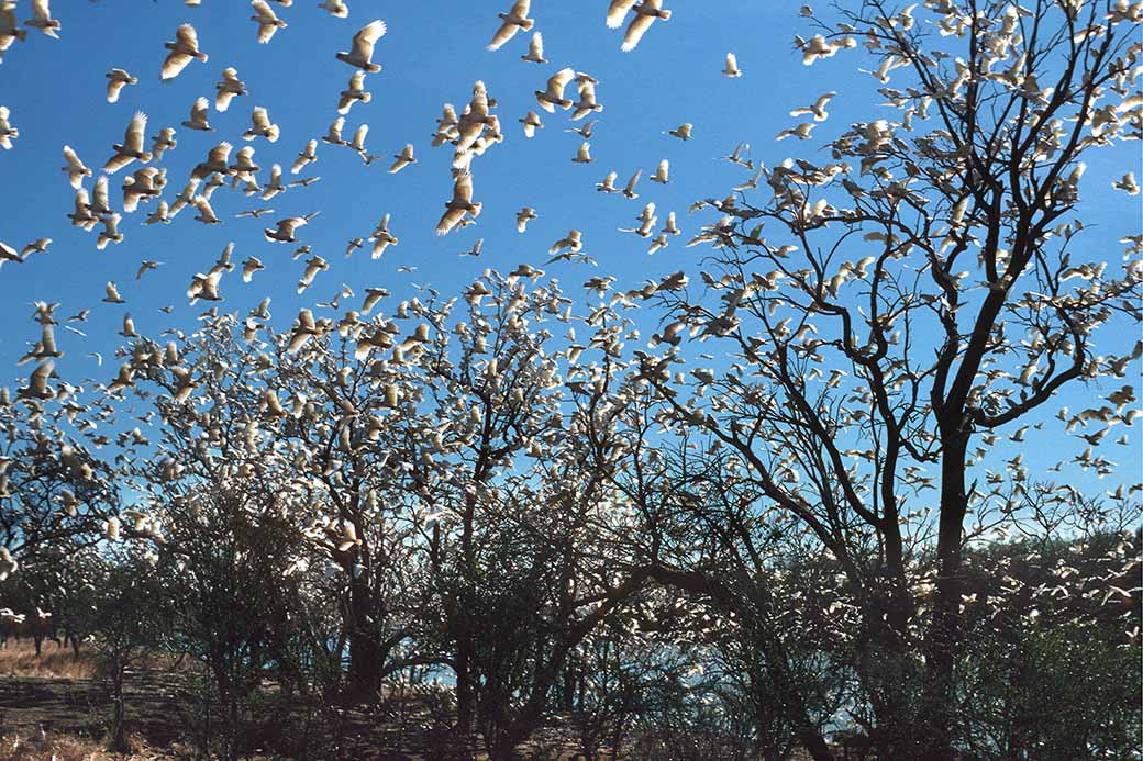 White cockatoos