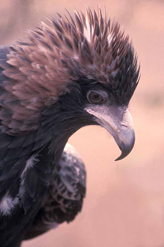 Eagle portrait