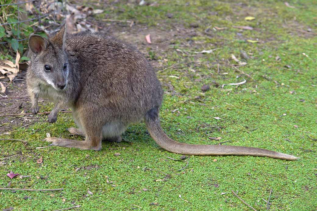 Wallaby in Healesville