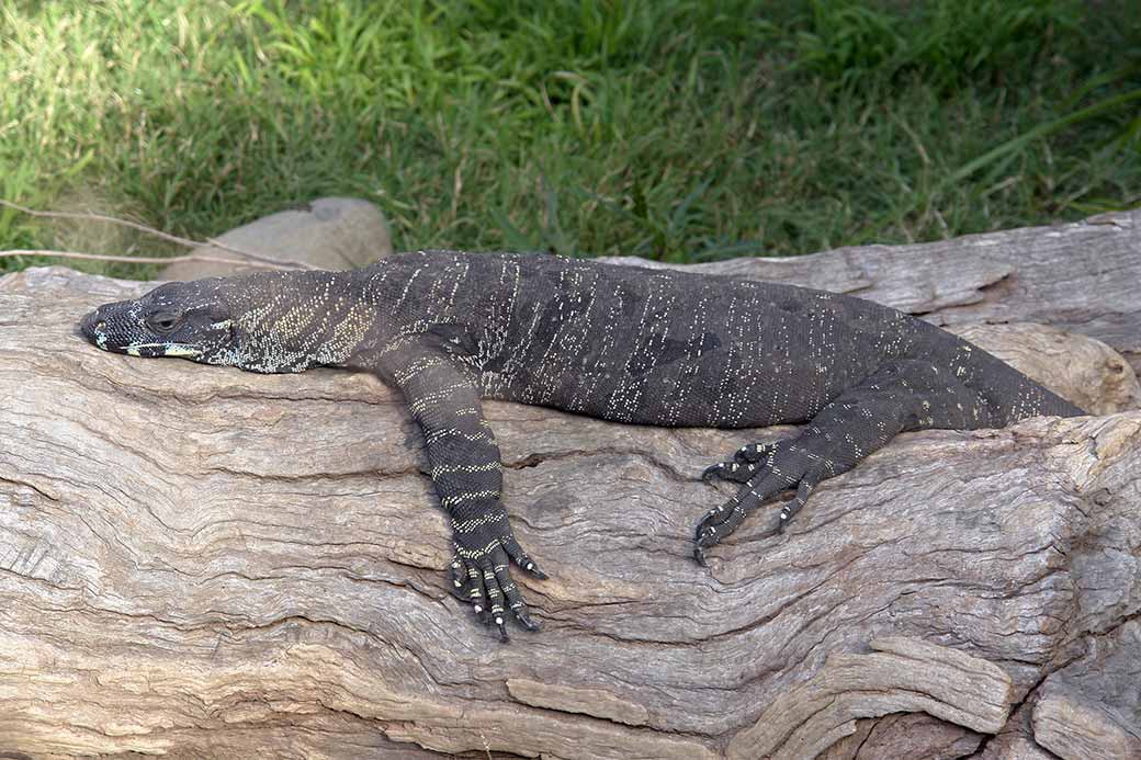 Monitor lizard