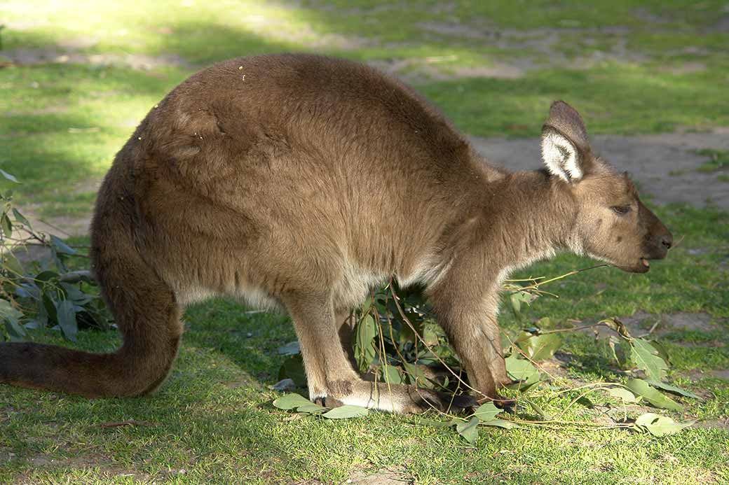 Young kangaroo