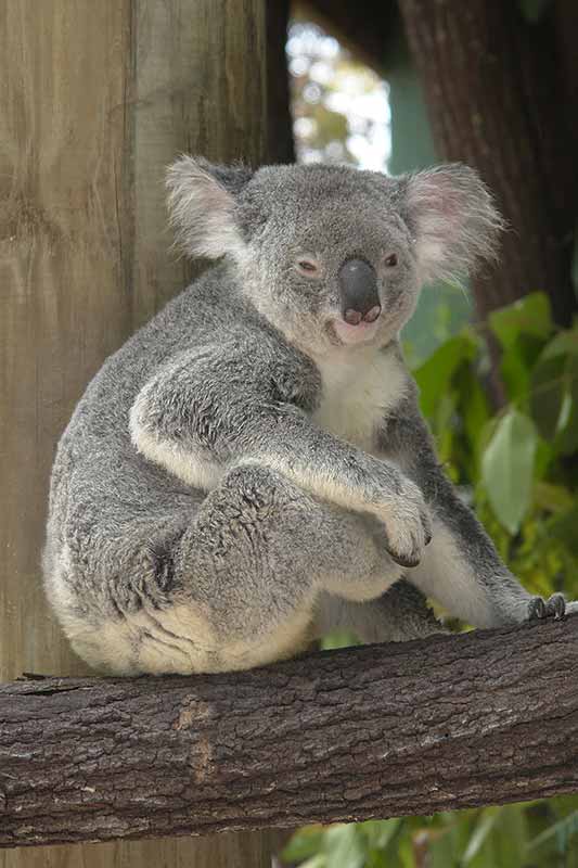 Koala