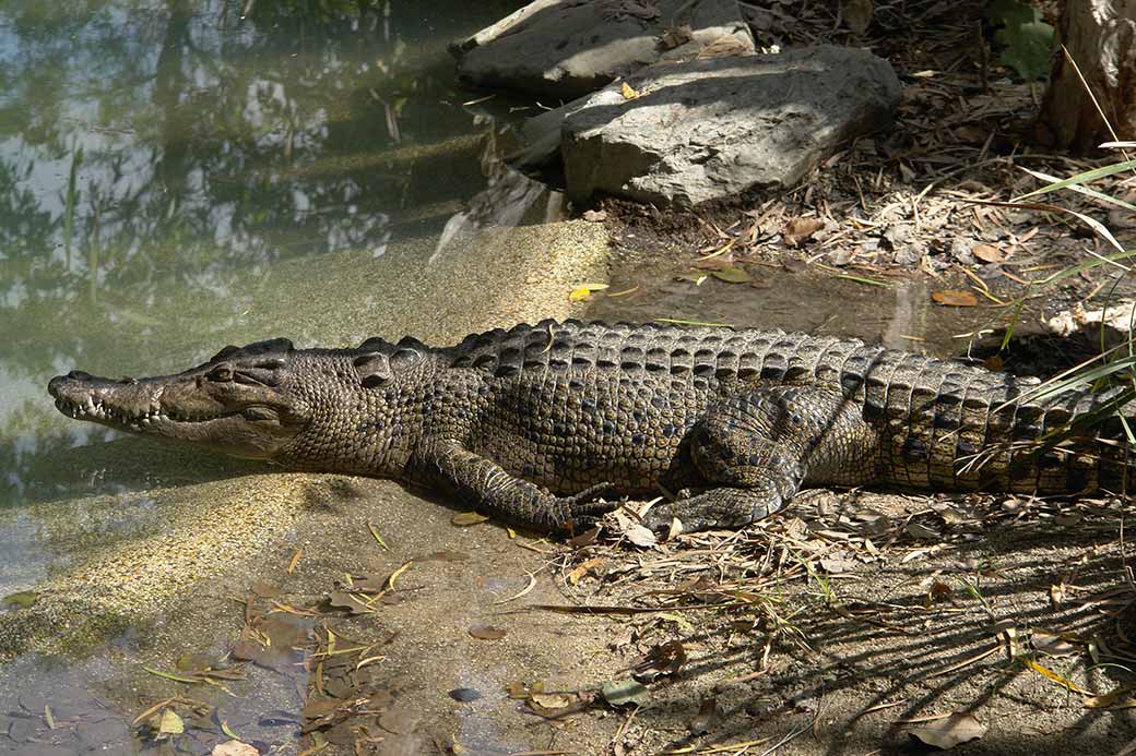 Saltwater croc
