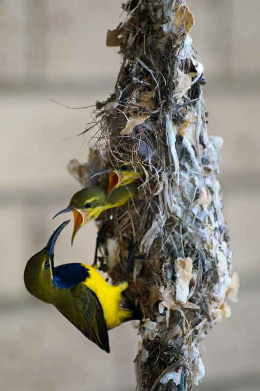 Yellow-breasted Sunbird father