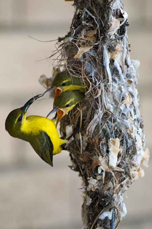 Yellow-breasted Sunbird mother