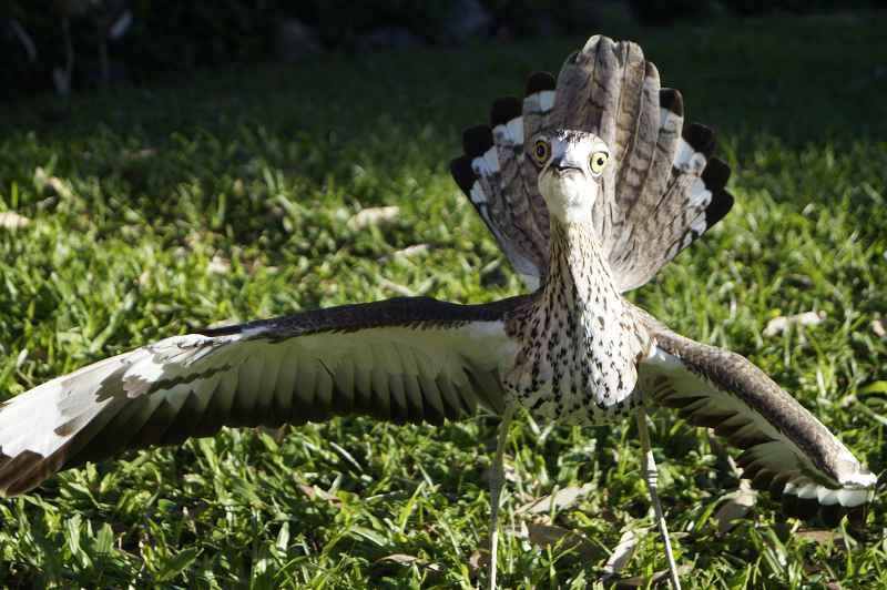 Bush stone-curlew