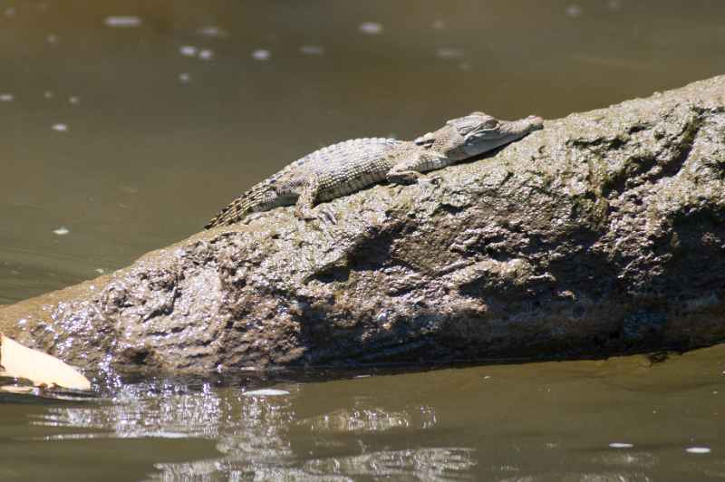Young Saltwater Crocodile