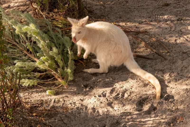 White kangaroo