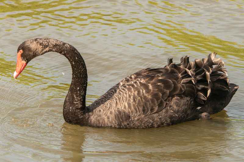 Black swan, Herdsman Lake