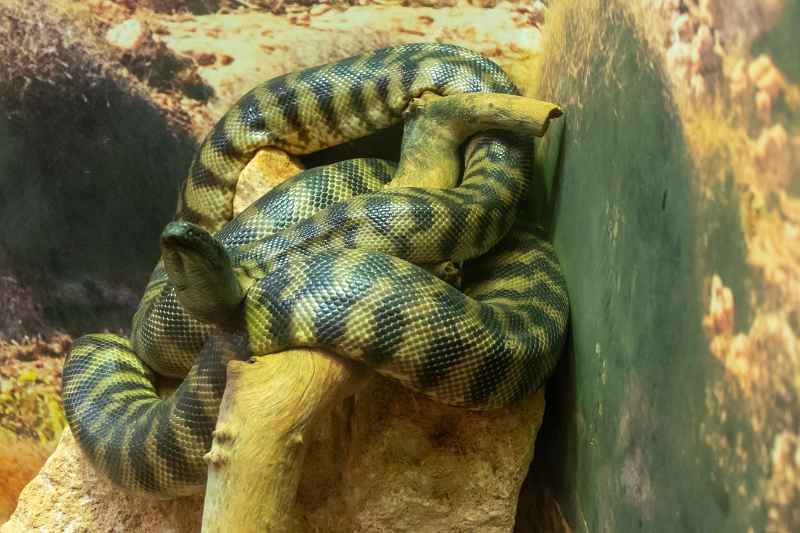 Black-headed Python, Exmouth