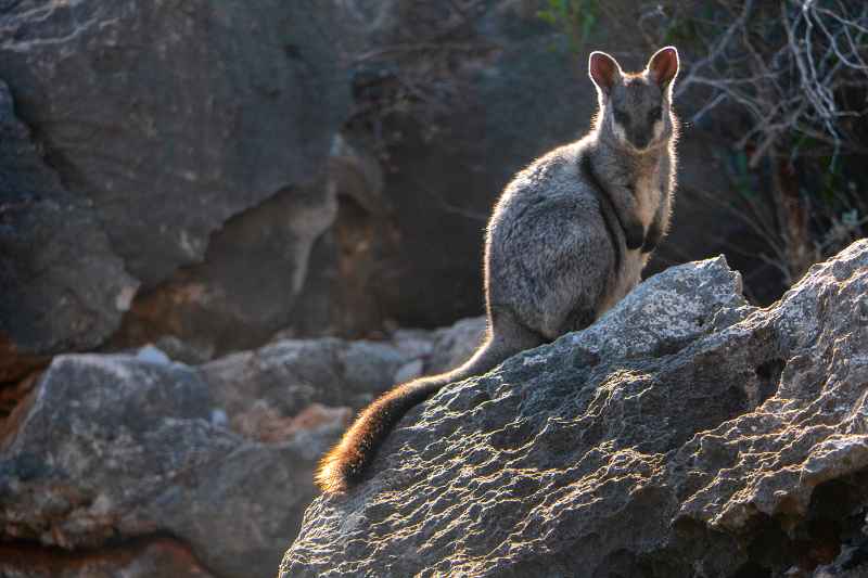 Rock-wallaby, Yardie Creek