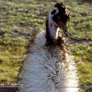 Emu behind fence