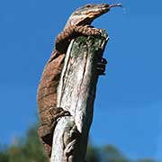 Goanna, Healesville