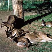 Kangaroos