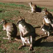 Wallabies