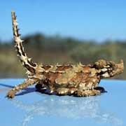 Thorny Devil