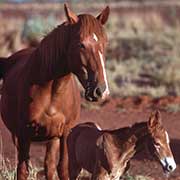 Tamed brumbies