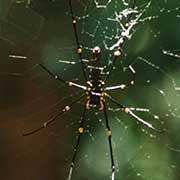Large spider