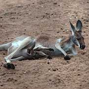 Kangaroo with joey