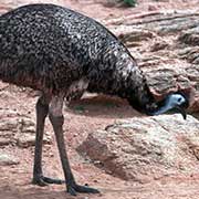 Emu