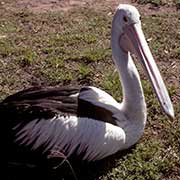 Pelican