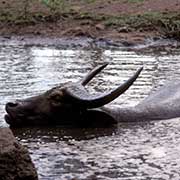 Asian Water Buffalo