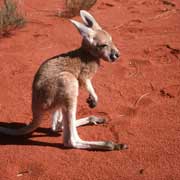 Red Kangaroo Joey