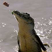 Jumping Crocodile