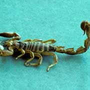 Scorpion