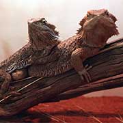 Bearded Dragons