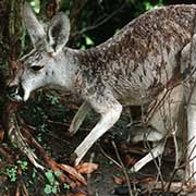 Grey Kangaroo