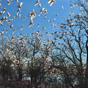 White cockatoos