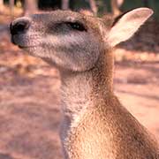 Small wallaby