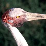 Brolga portrait