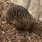 Echidna