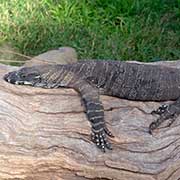 Monitor lizard