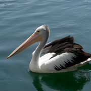 Floating pelican