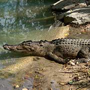 Saltwater croc