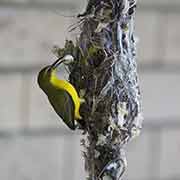 Yellow-breasted Sunbird