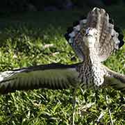 Bush stone-curlew