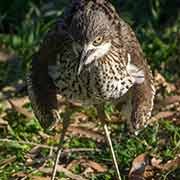 Bush stone-curlew mother